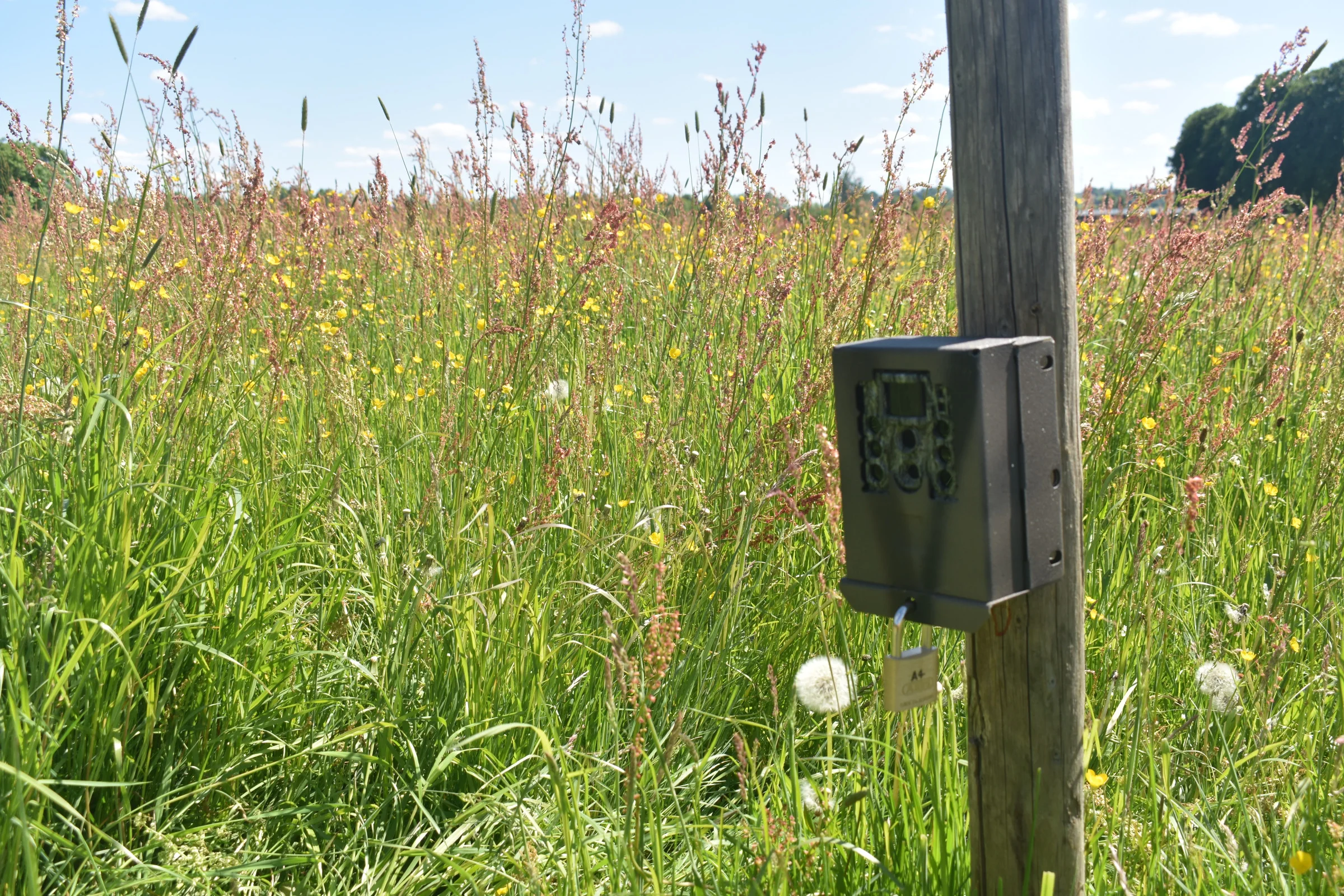 The untapped potential of camera traps for farmland biodiversity monitoring