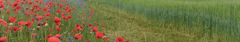 Between people and nature