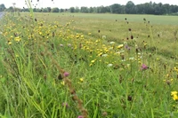 PlantEcology-small.webp