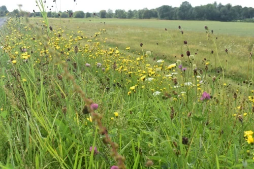 PlantEcology-small.webp