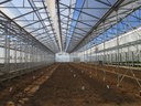 The Hochholdinger group sows maize in the greenhouses