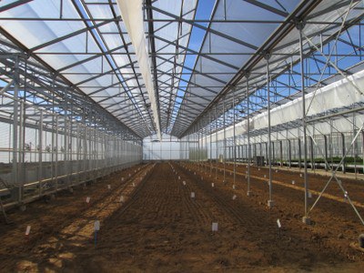 The Hochholdinger group sows maize in the greenhouses