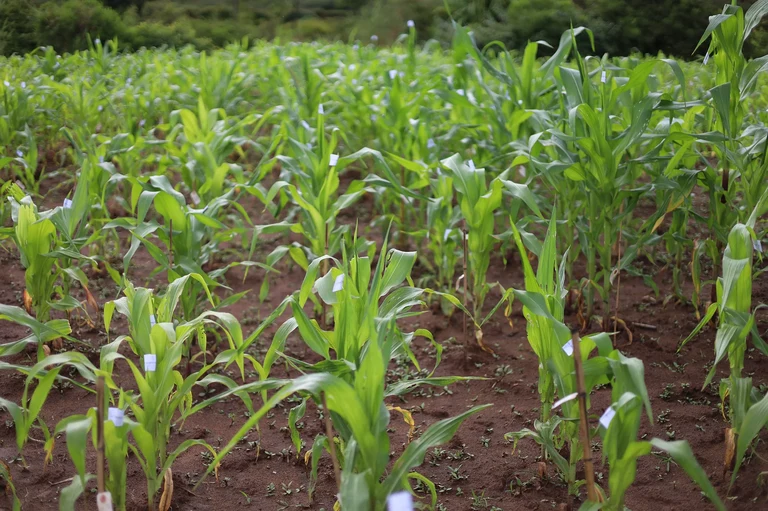 Labeled maize samples