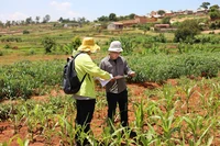 Zhihui Wen and Xiaoming He are labeling the maize plants