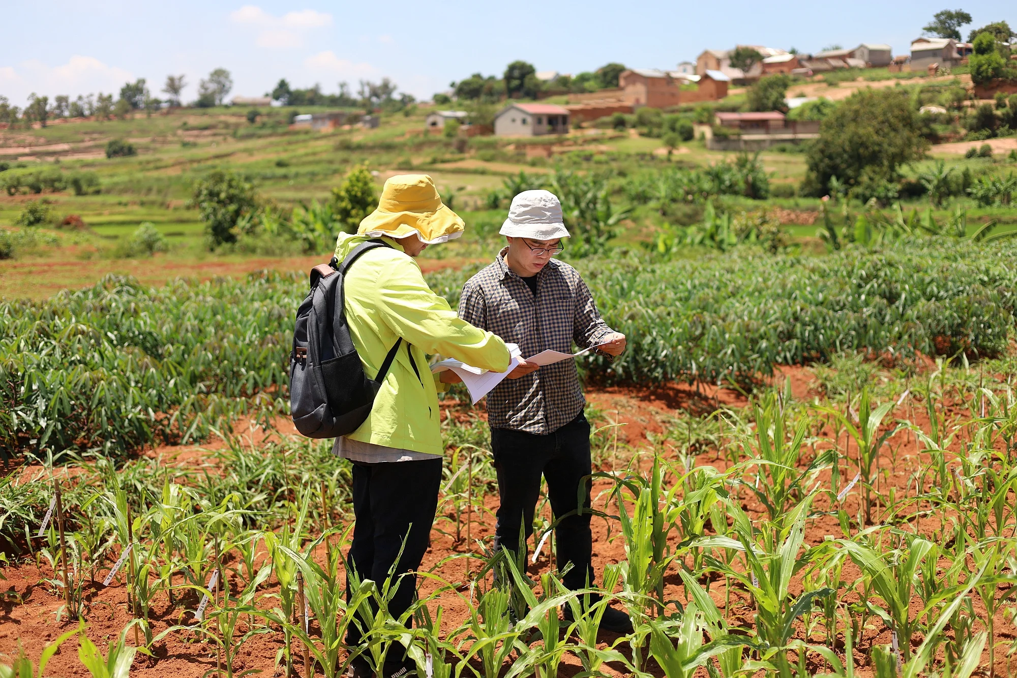 Zhihui Wen and Xiaoming He are labeling the maize plants
