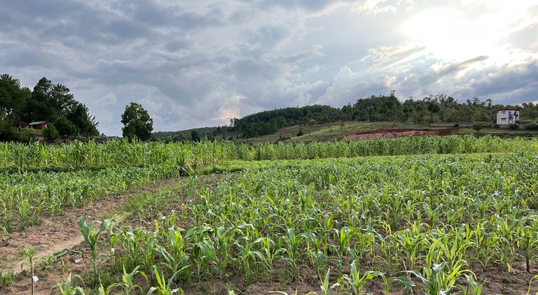 Maize field in Madagascar