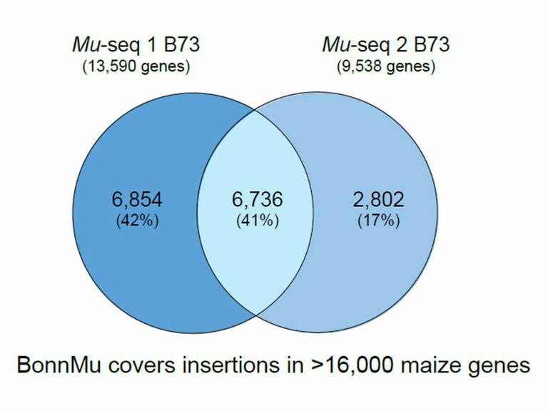BonnMu covers insertions in >16,000 maize genes