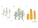 The manifestation of heterosis with respect to different phenotypic traits of maize.