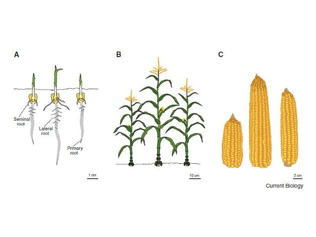 The manifestation of heterosis with respect to different phenotypic traits of maize.