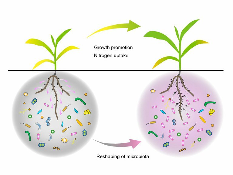 Beneficial interactions between plant roots and rhizosphere microorganisms
