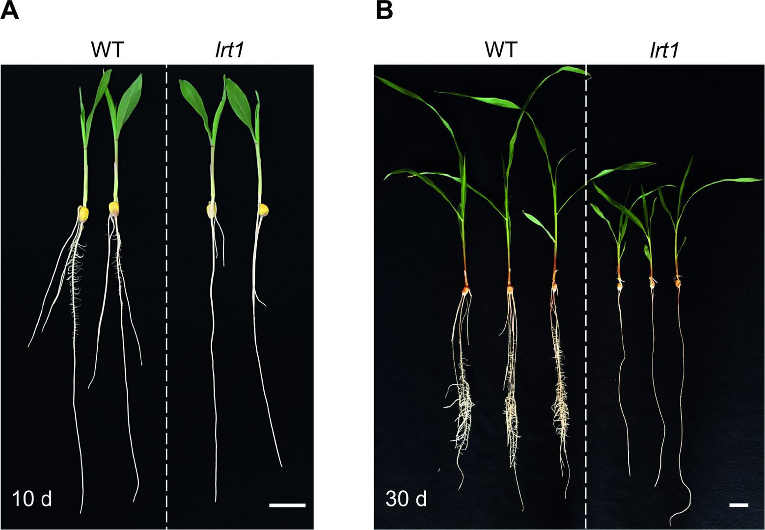 Phenotype and cloning of Zea mays lrt1