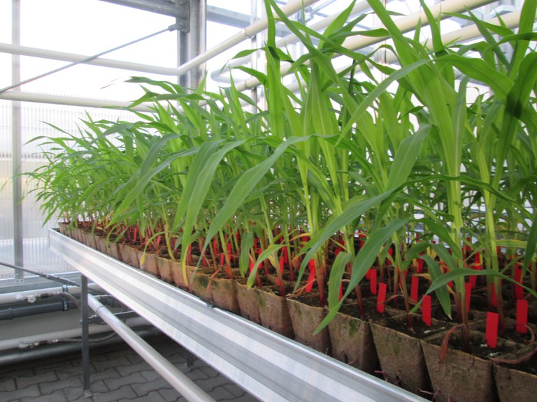 Junge Maispflanzen Klimakammer