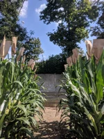 Mais Bestäubung Sommerfeld