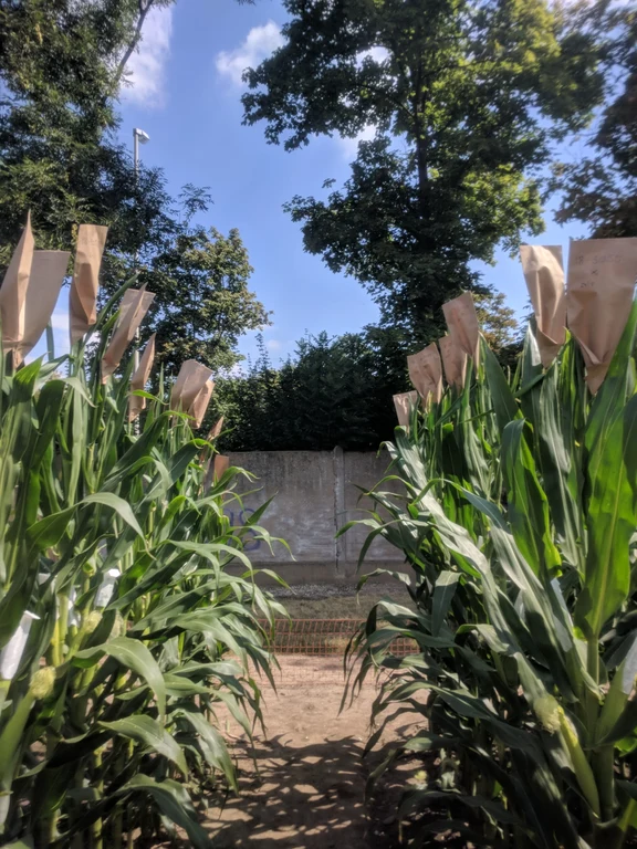 Mais Bestäubung Sommerfeld