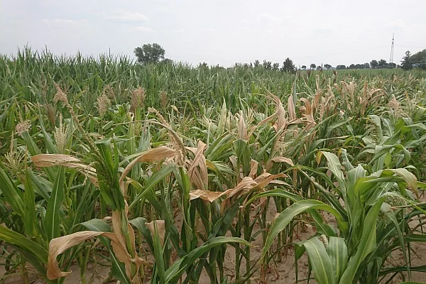 Abiotic stress response 600x400