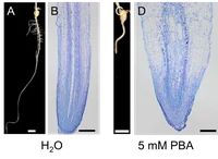 Effects of PBA on maize root development.