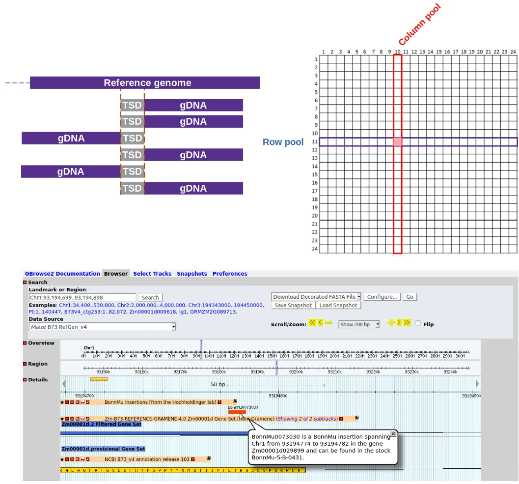 MuWU_overview