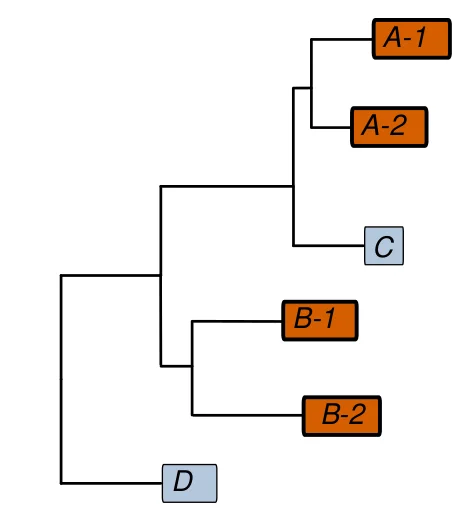 Gene family expansion example tree