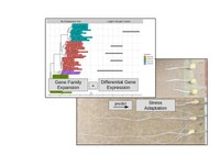 Image_for_Website_Grasses_Exp02_4.pdf