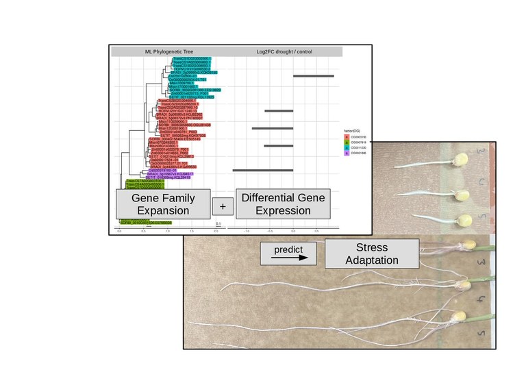 Image_for_Website_Grasses_Exp02_4.pdf