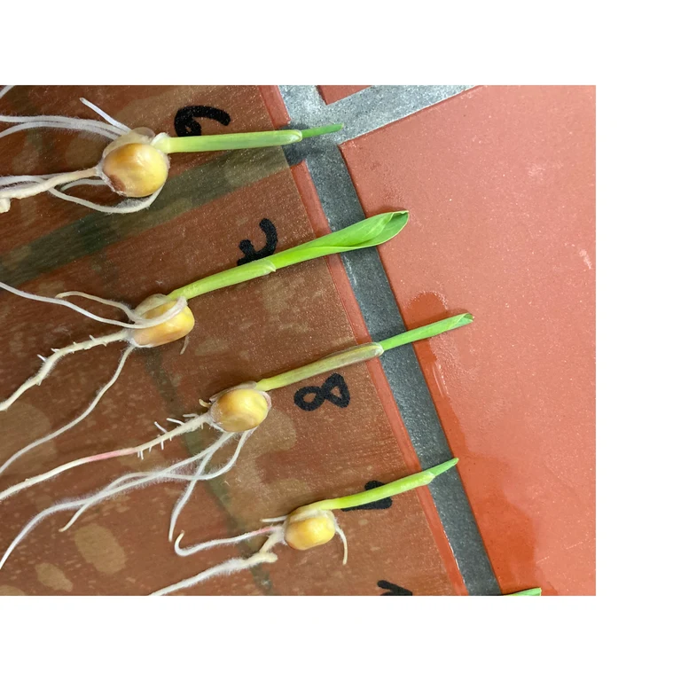 Maize_seedling_1_rotated.png
