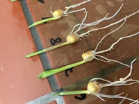 Maize_seedlings_01.JPG