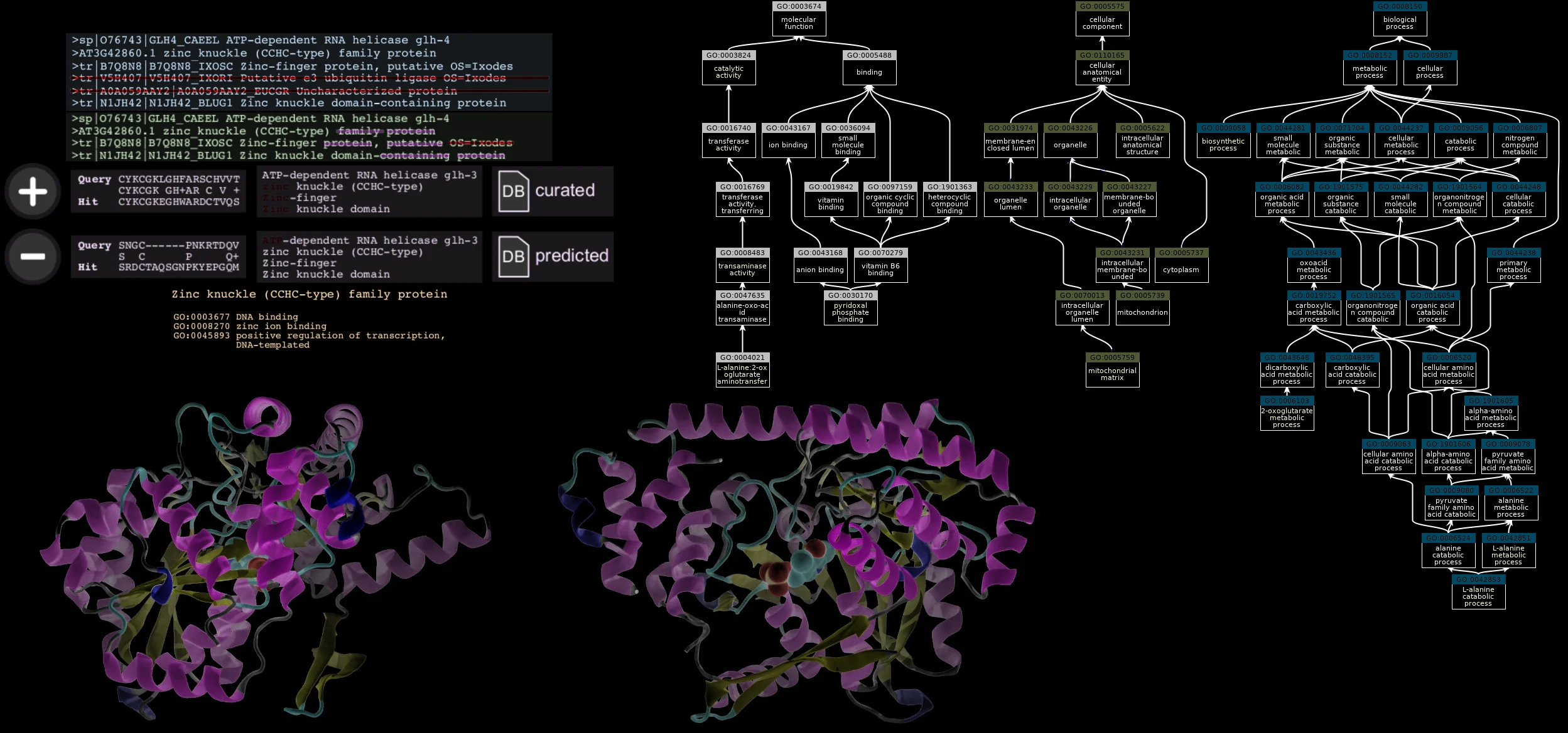 Protein Function Prediction