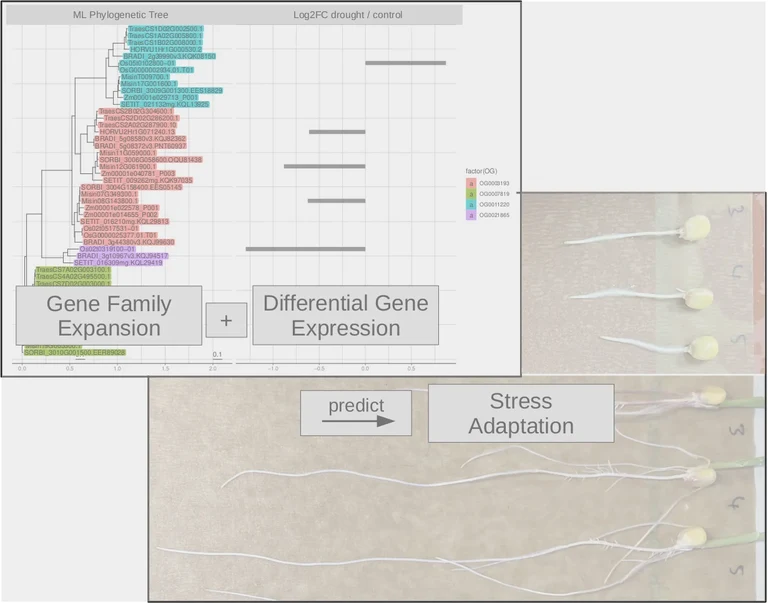 Screenshot from Image_for_Website_Grasses_Exp02_5_2.png