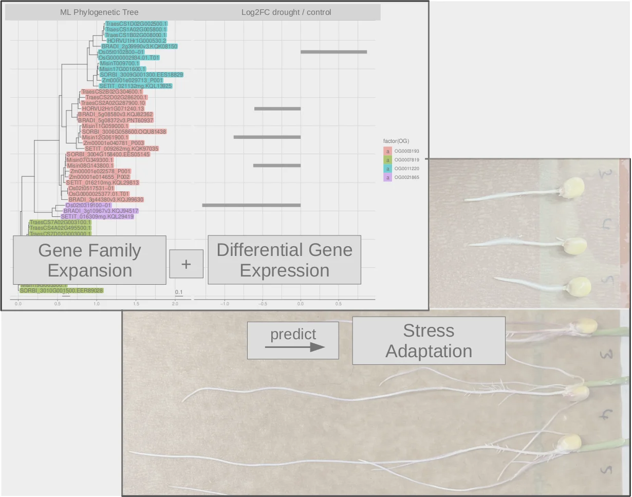 Screenshot from Image_for_Website_Grasses_Exp02_5_2.png