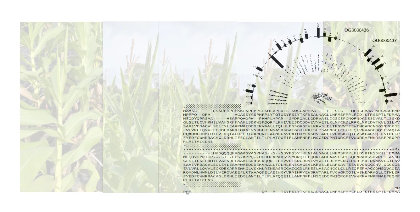 Protein alignment maize plants phylogenetic tree