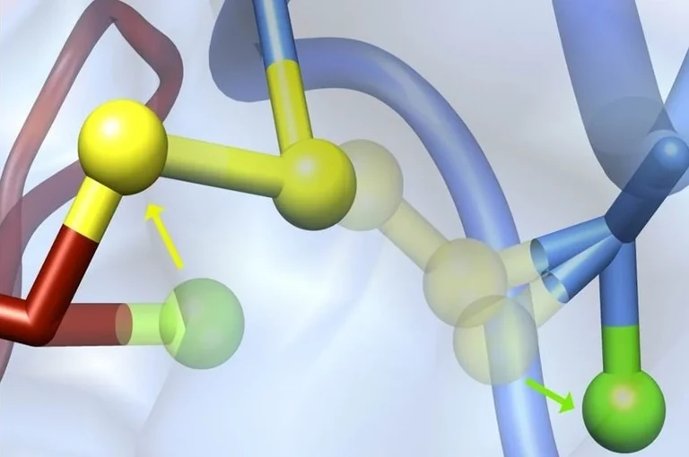 Dynamic of Thiol-based Redox Switches in Cellular Physiology