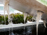 Im neuen Gewächshaus werden die Pflanzen (hier Salatköpfe) direkt in Wasserbecken kultiviert. Durch kleine Löcher in schwimmenden Platten, sogenannten Floats, hängen die Wurzeln in einer Nährlösung, die auf die Bedürfnisse der Pflanzen abgestimmt ist. Auf kosten- und energieintensive Substrate wird verzichtet.