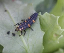 Marienkäfer-Larve mit Blattläusen auf dem Versuchsfeld der Universität Bonn.