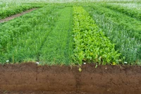 Bodenprofil eines Versuchsfeldes