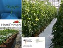 Tomatenproduktion von geprimten und nicht geprimten Pflanzen. Oben links: Phänotypisierung einer jungen Tomatenpflanze.