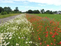 Kombinationen aus unterschiedlich alten Blühstreifen.