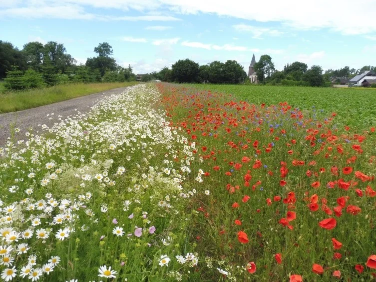Kombinationen aus unterschiedlich alten Blühstreifen.