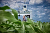 Ein Maisfeld auf dem Campus Klein-Altendorf