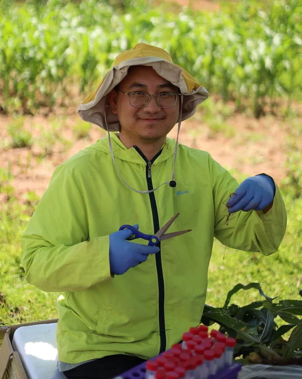Xiaoming He collecting rhizosphere microbiome samples