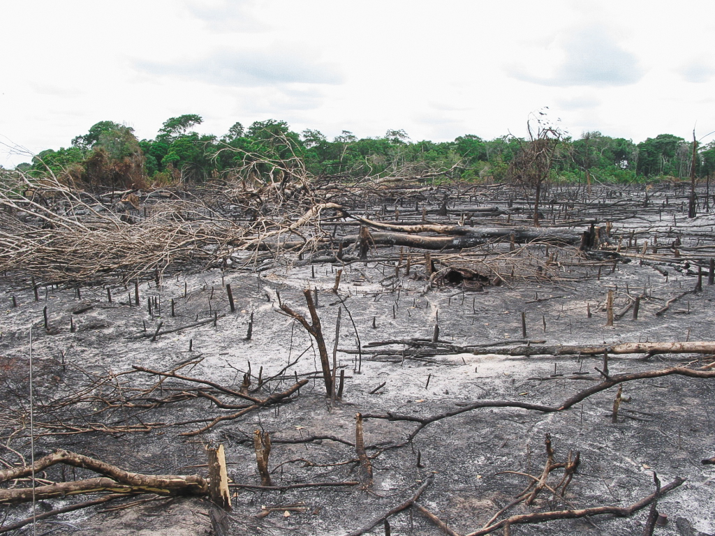 Die Ausdehnung der Fläche für die Landwirtschaft trägt in Brasilien erheblich mit zur Regenwaldrodung bei.