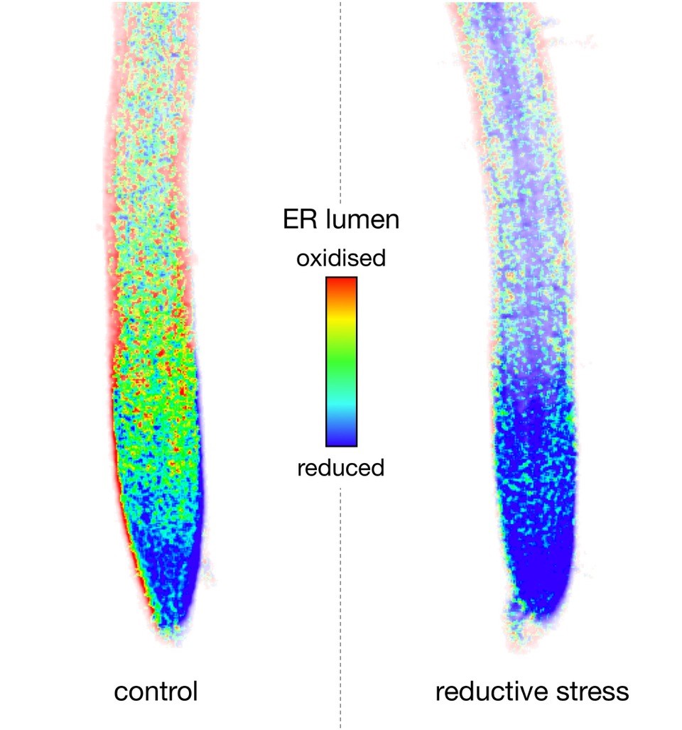 Die Abbildung zeigt zwei Wurzelspitzen der Ackerschmalwand, Arabidopsis thaliana, die in der Studie als Modellpflanze diente. Die Zellen enthalten einen Biosensor (roGFP2iL) im Endoplasmatischen Retikulum, der den Redoxzustand vor Ort ausliest und in der rechten Wurzel reduktiven Stress anzeigt.