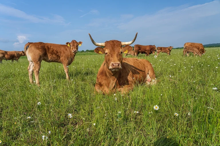 Tag der offenen Tür am Campus Wiesengut