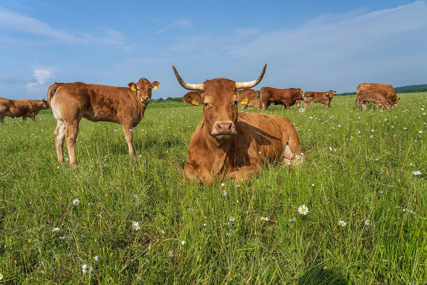 Tag der offenen Tür am Campus Wiesengut