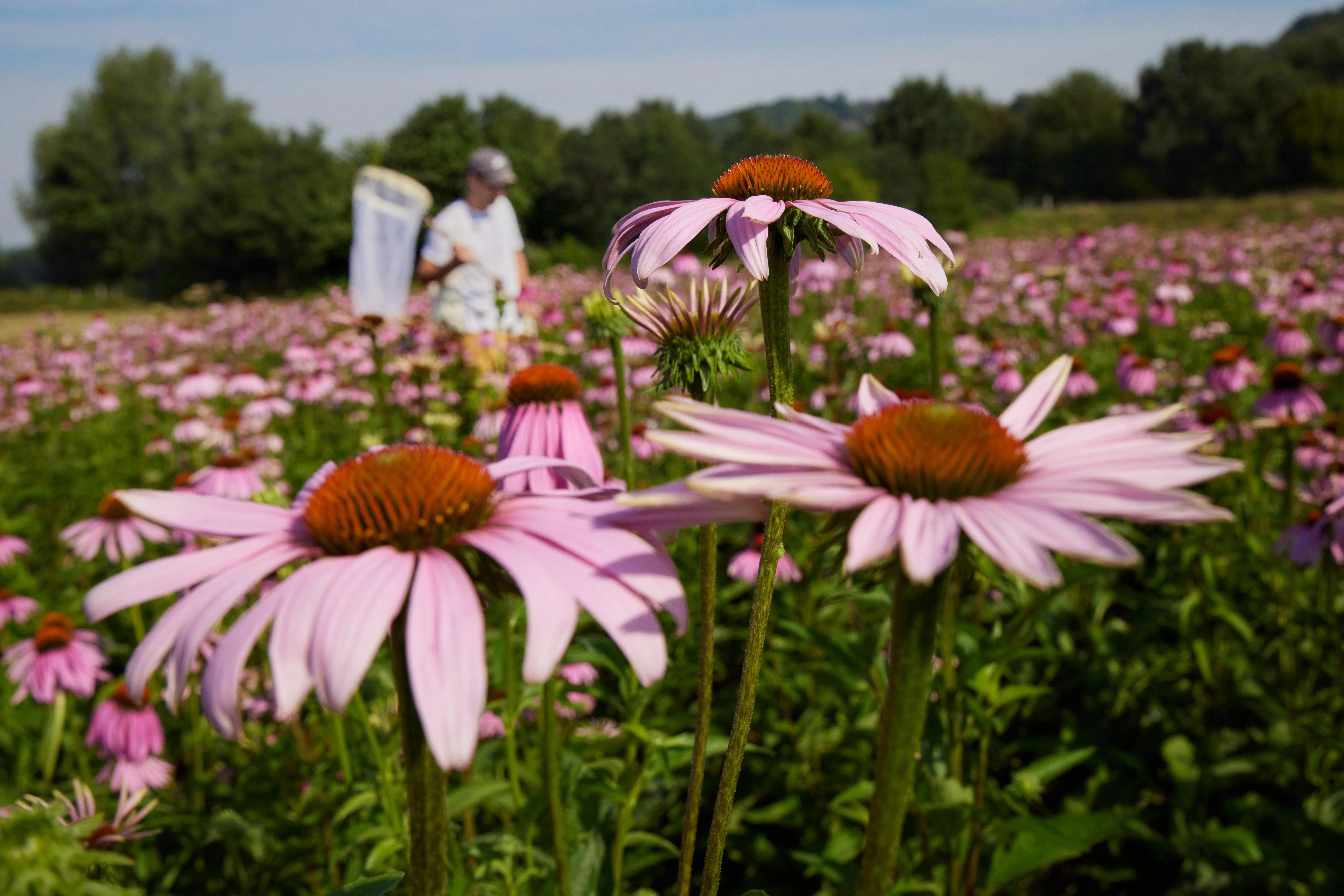 Welche Insekten tummeln sich am Campus Wiesengut?