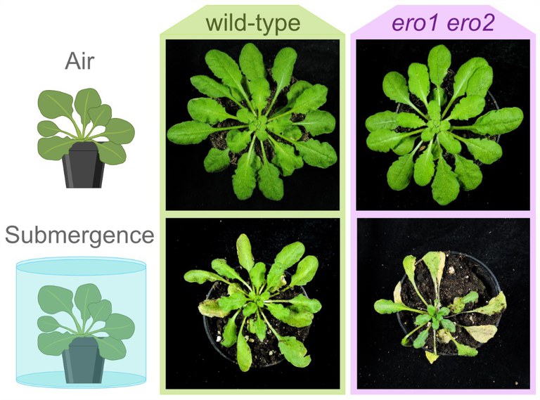 Arabidopsis-Wildtyp-Pflanzen und ero1 ero2-Mutanten nach vier Tagen Überflutung und einer anschließenden sechstägigen Erholungszeit. Die Doppelmutanten zeigen sehr deutlich erkennbare Schäden.