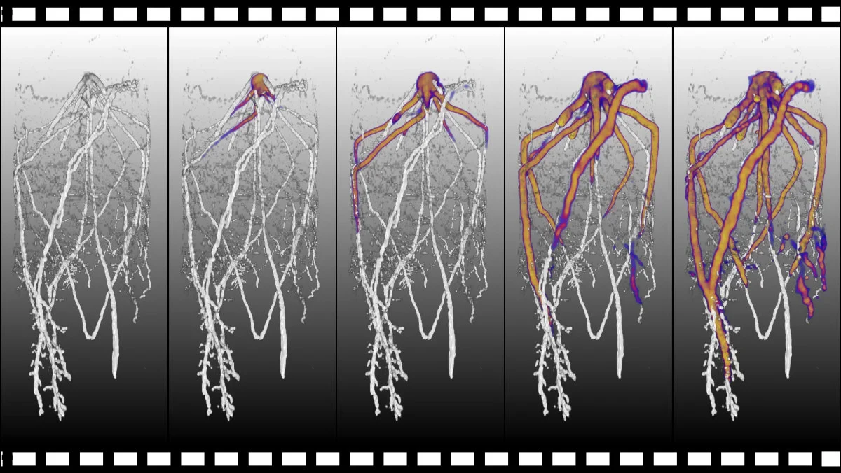 Wurzelstruktur einer drei Wochen alten, im Boden gewachsenen Maispflanze