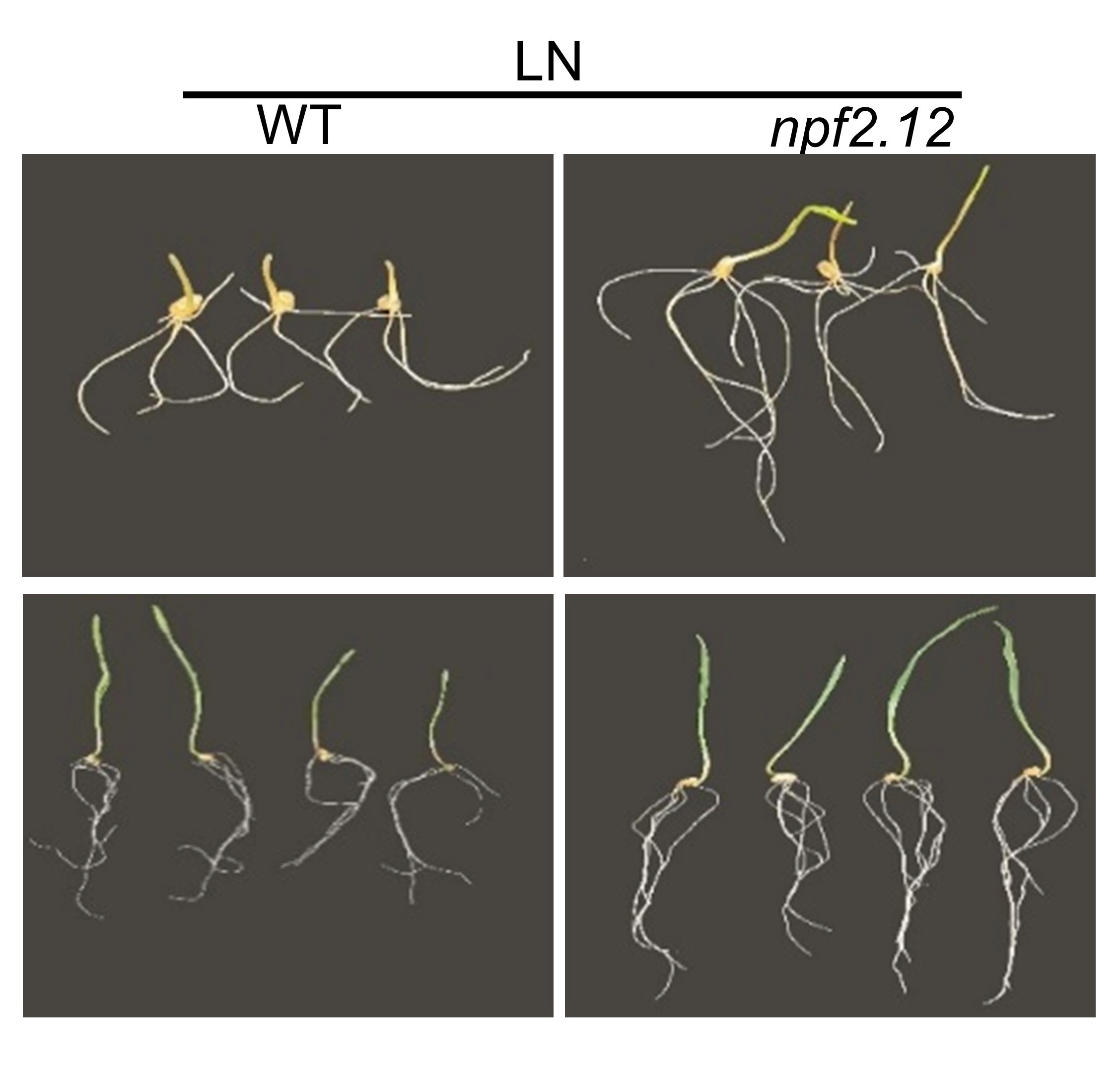 Weizensorten mit einer bestimmten NPF2.12-Genvariante (rechts) verfügen bei wenig Stickstoff im Boden über ein deutlich besseres Wurzelwachstum als Sorten ohne diese Genvariante (links).