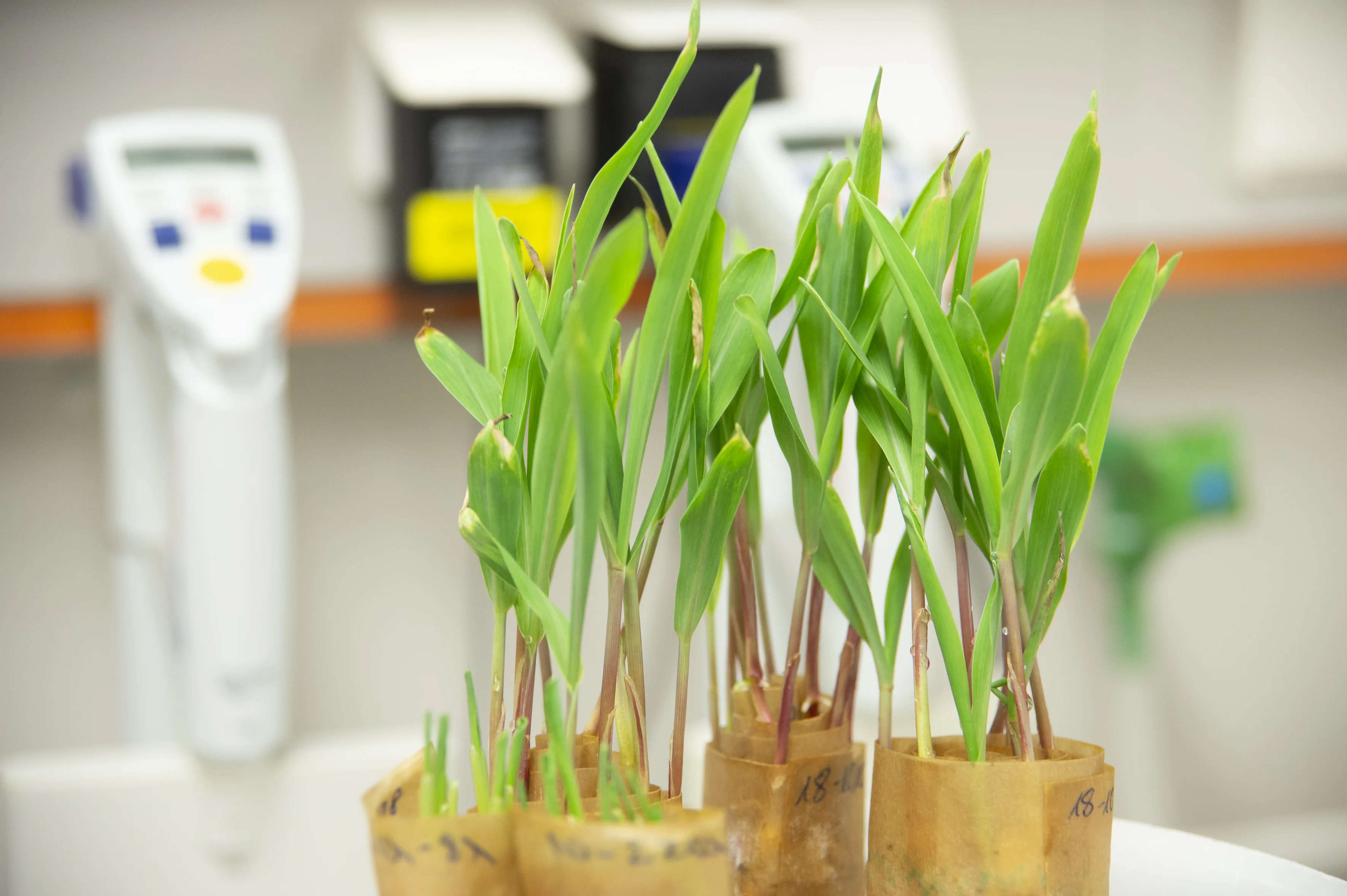 INRES - Crop Functional Genomics