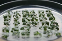 INRES - Chemical Signalling