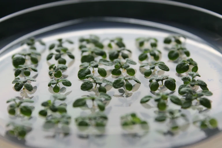 INRES - Chemical Signalling